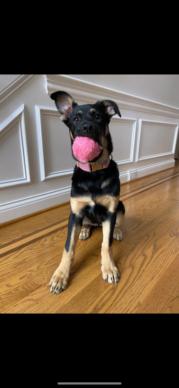 /Images/uploads/Adopt Me Bluegrass Pet Rescue Inc/adoptmebpr/entries/18718.jpg